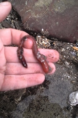 Taeniogyrus dunedinensis