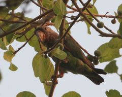 Poicephalus fuscicollis