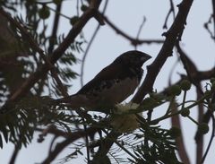 Spermestes bicolor nigriceps