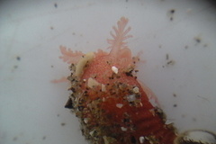 Taeniogyrus dunedinensis