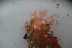 Taeniogyrus dunedinensis