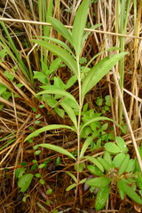 Lysimachia thyrsiflora