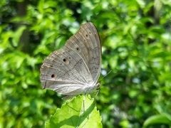 Junonia atlites
