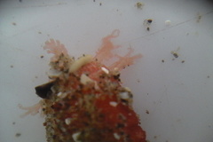 Taeniogyrus dunedinensis