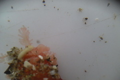 Taeniogyrus dunedinensis