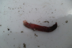 Taeniogyrus dunedinensis