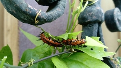 Dione vanillae incarnata