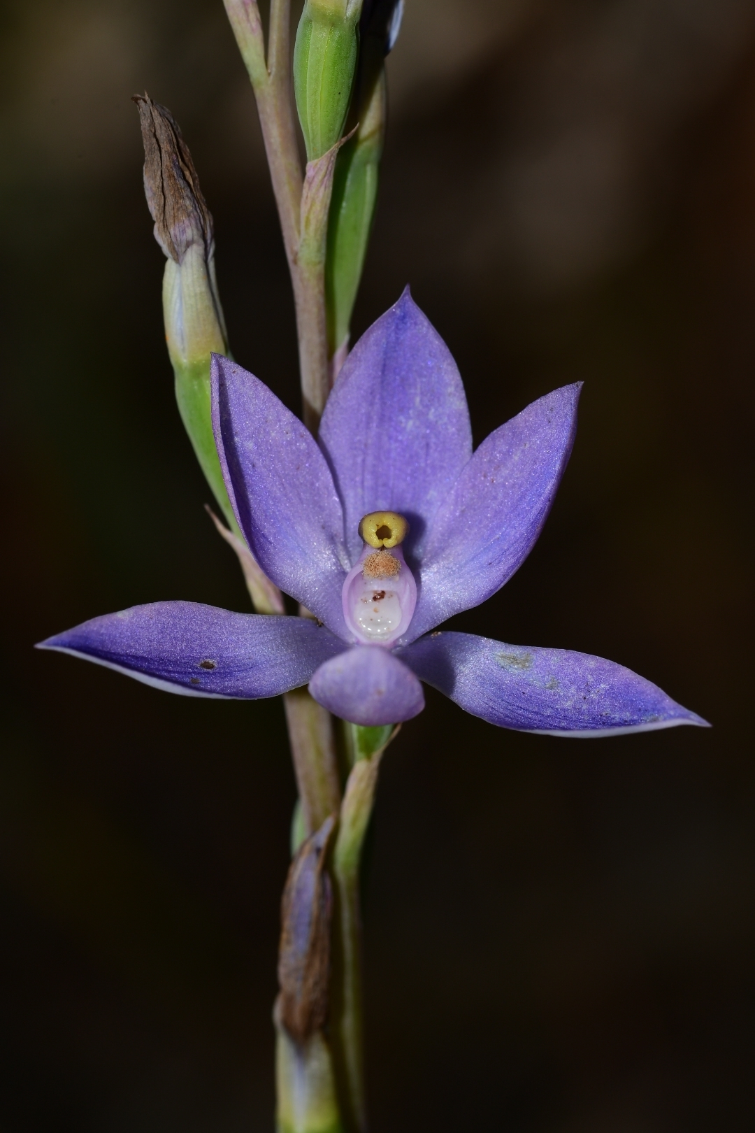 Thelymitra glaucophylla · iNaturalist