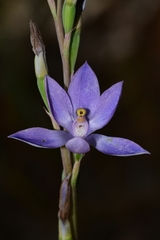 Thelymitra glaucophylla