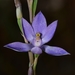 Thelymitra glaucophylla - Photo (c) Belinda Copland, μερικά δικαιώματα διατηρούνται (CC BY-NC-ND), uploaded by Belinda Copland