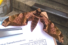 Protambulyx eurycles