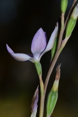 Thelymitra glaucophylla