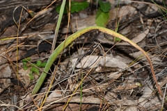 Thelymitra glaucophylla