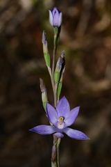 Thelymitra glaucophylla