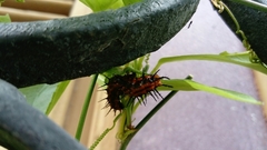 Dione vanillae incarnata