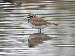 Charadrius vociferus