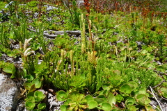 Diphasiastrum sitchense