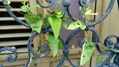 Dione vanillae incarnata