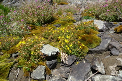 Erythranthe caespitosa