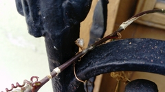 Dione vanillae incarnata