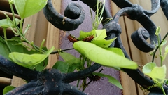 Dione vanillae incarnata