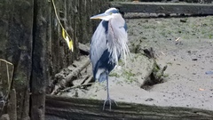 Ardea herodias