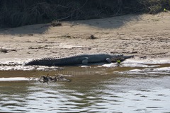 Gavialis gangeticus