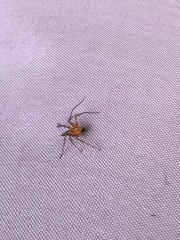 Oxyopes elegans
