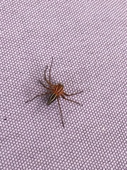 Oxyopes elegans