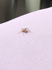 Oxyopes elegans