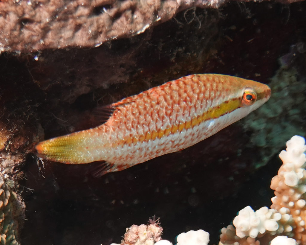 Oriental Maori Wrasse
