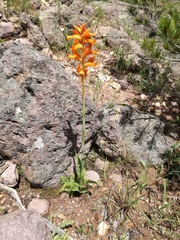 Dichromanthus aurantiacus