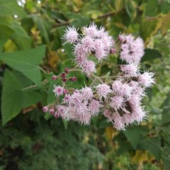 Ageratina deltoidea