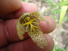 Tigridia ehrenbergii