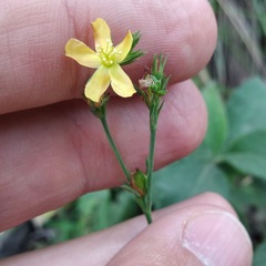 Hypericum silenoides