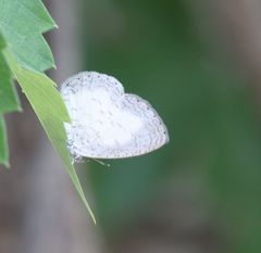 Spalgis lemolea lemolea