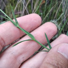 Hypericum silenoides