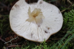 Entoloma holoconiotum