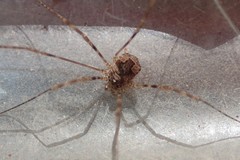 Leptobunus