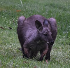 Osphranter robustus robustus