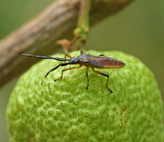 Amblypelta nitida
