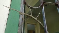 Cladomorphus phyllinus