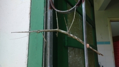 Cladomorphus phyllinus