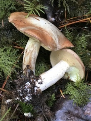 Suillus punctatipes