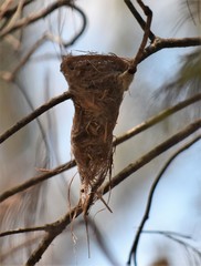 Rhipidura albiscapa
