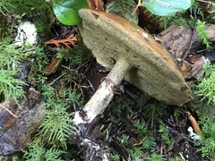 Suillus subolivaceus