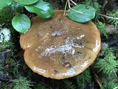 Suillus subolivaceus