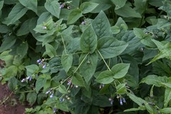 Mertensia paniculata