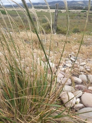 Austrostipa flavescens