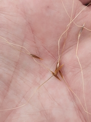 Austrostipa flavescens